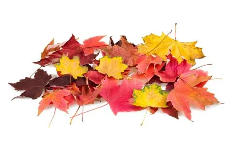 Foliage Stock Photos