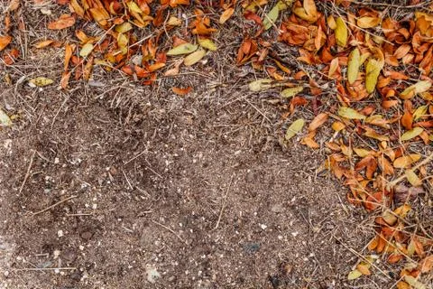 Foliage Stock Photos
