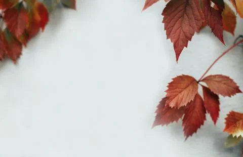 Foliage Stock Photos