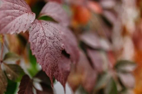 Foliage Stock Photos