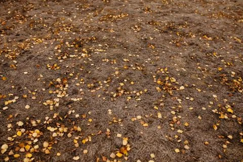 Foliage Stock Photos