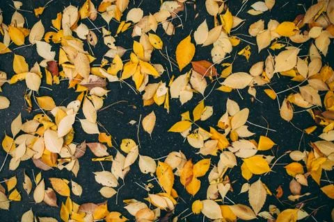 Foliage Stock Photos