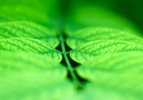 Foliage. Stock Photos