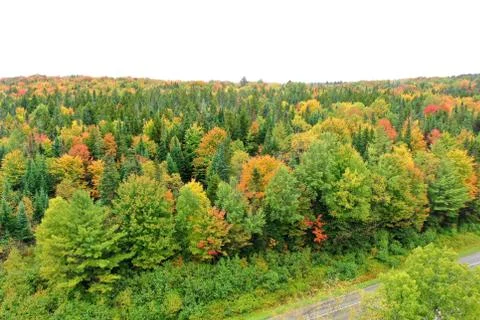 Foliage Fotos de archivo