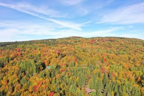 Foliage Fotos de archivo