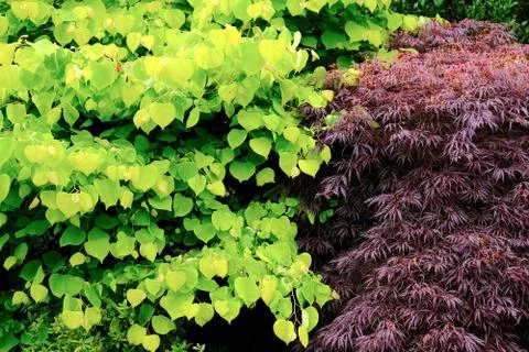 Foliage Stock Photos