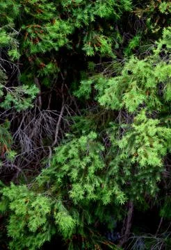 Foliage Stock Photos