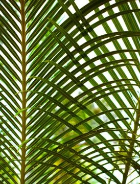 Foliage Stock Photos