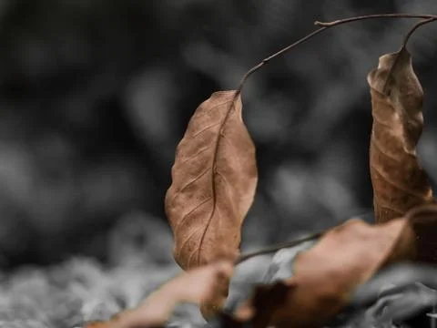 Foliage Stock Photos