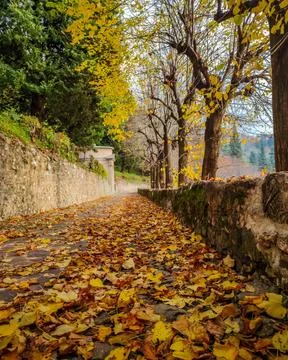 FOLIAGE 스톡 사진