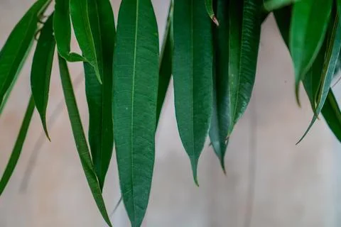 Foliage Stock Photos