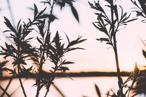 Foliage Stock Photos