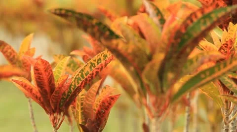 Foliage plant Stock Footage 11275107