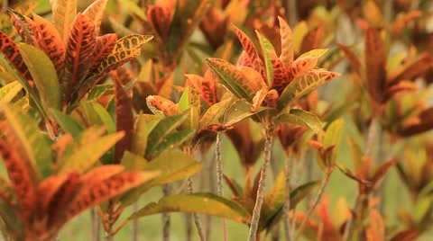 Foliage plant Stock Footage 11276107