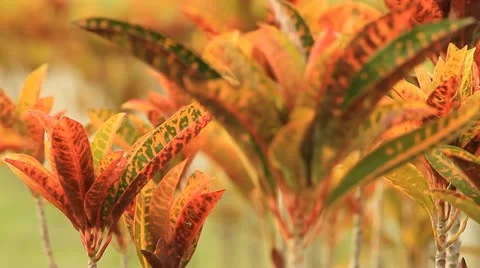 Foliage plant Video stock 11277123