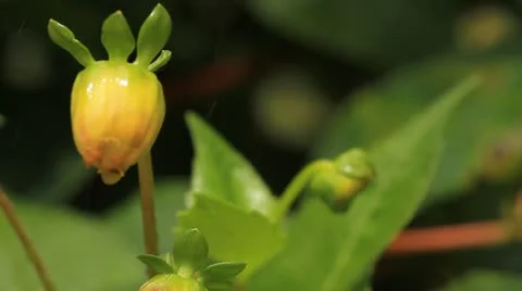 Foliage plant Stock Footage 12119476