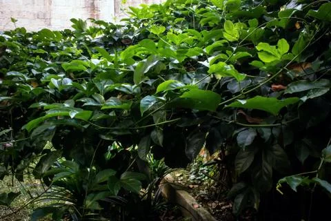 Foliage plants Stock Photos