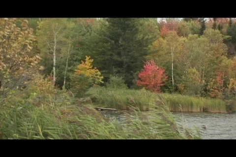 Foliage pond Video stock 332670