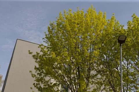 Foliage prospers adjacent to modern constructions beautifully Stock Photos