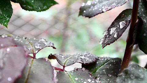 Foliage with raindrops Stock-Footage 142329244