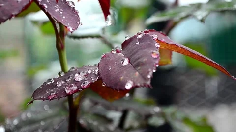 Foliage with raindrops Stock Footage 142329322