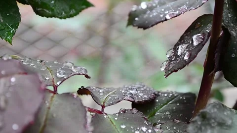 Foliage with raindrops Stock Footage 142329372