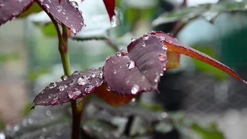 Foliage with raindrops Stock Footage 142329475