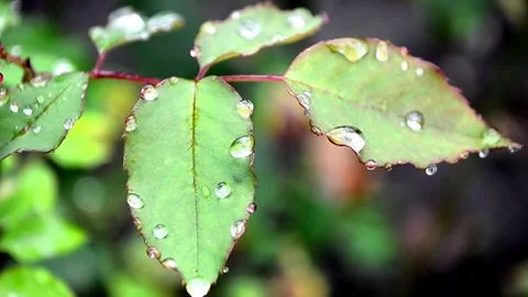 Foliage with raindrops Stock Footage 142329483