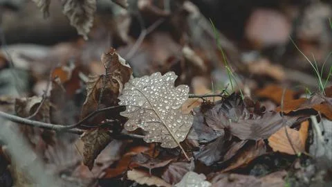 Foliage with Raindrops in the Forest Stock Photos
