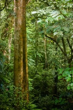 Foliage of rainforest Stock Photos