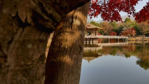Foliage redmaple tree with hall on the pond Stock Footage 101055296