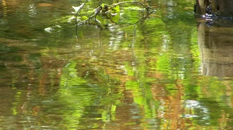 Foliage reflections; 2 Stock Footage 8914271
