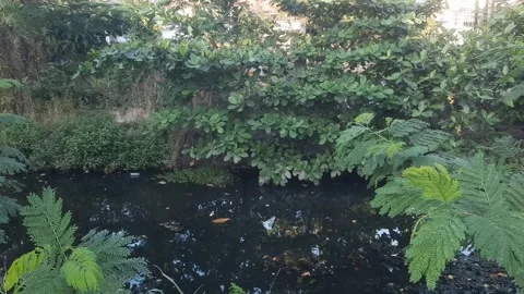 Foliage by the River Stock Footage 336482401