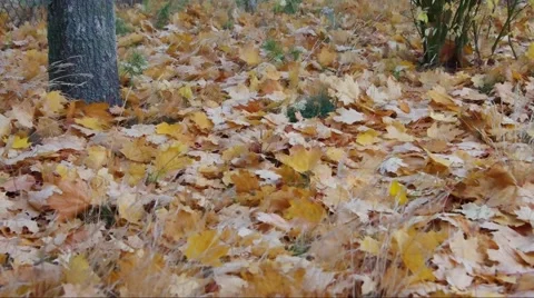 Foliage rustle in autumn forest Stock Footage 53775527