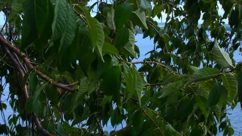 Foliage is rustle at the wind Stock Footage 71319094