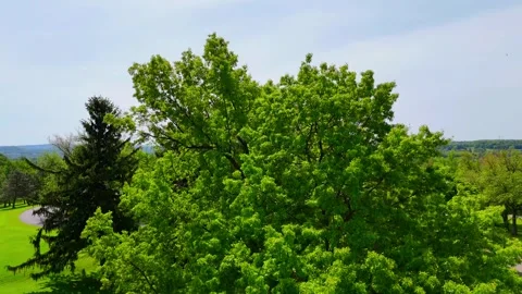 Foliage that's Cast Across - Burnet Park Golf Course - Syracuse, NY Stock Footage 336508640