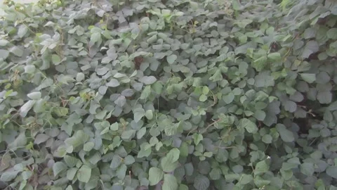 Foliage of scrub grass grows inside Stock Footage 208897509
