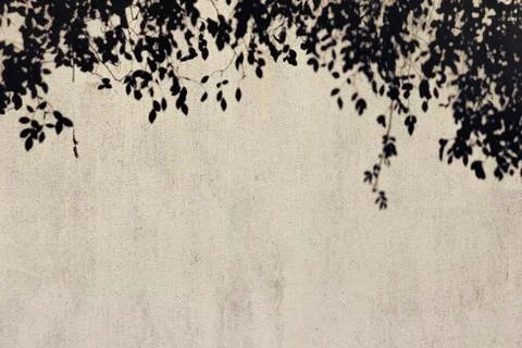 Foliage shadow on a concrete background Foto stock