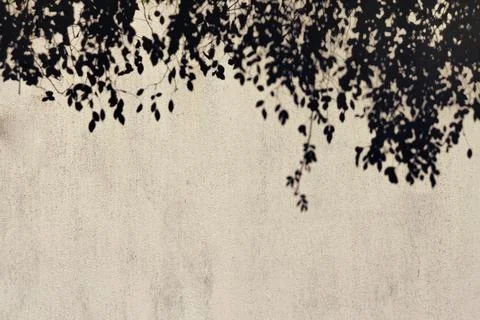 Foliage shadow on a concrete background Stock Photos