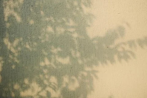 Foliage shadow projecting onto beige plaster surface in sunlight Stock Photos