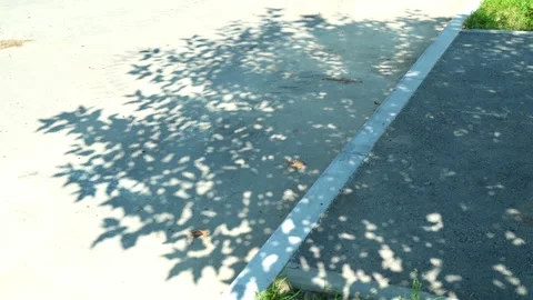 Foliage shadow sways over sunlit asphalt sidewalk in city neighborhood Stock Footage 346640629