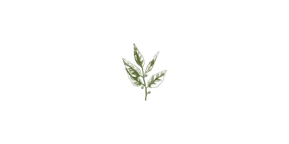 Foliage silhouette on a white background, vector botanical set. For wedding.. Stock Illustration
