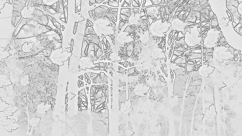 Foliage Sketch With Effect Of Falling On The Viewing In Move At Bicolor Stock Footage 91357724