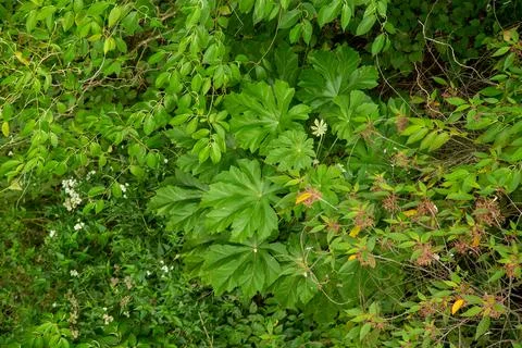 Foliage of some trees in the forest Stock Photos