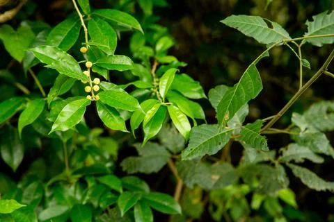 Foliage of some trees in the forest Stock Photos