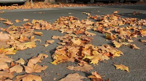Foliage on the street Vidéo 9127815
