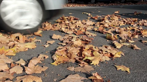 Foliage on the street Видео 32690814