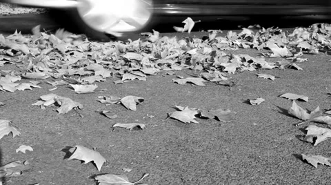Foliage on the street Видео 32690845