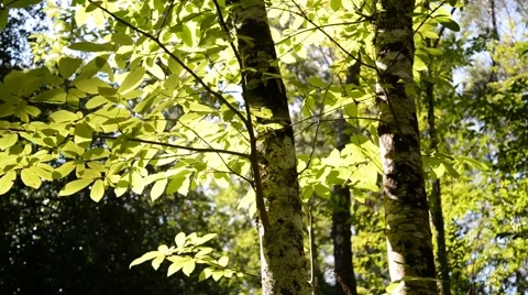 Foliage with summer light in the woods. Video stock 48906482
