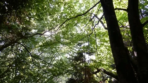 Foliage with summer light in the woods. Video stock 48945628